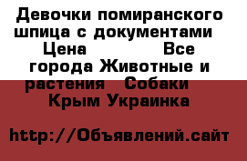 Девочки помиранского шпица с документами › Цена ­ 23 000 - Все города Животные и растения » Собаки   . Крым,Украинка